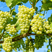SULTANA GRAPE VINE Sydney's Plant Market